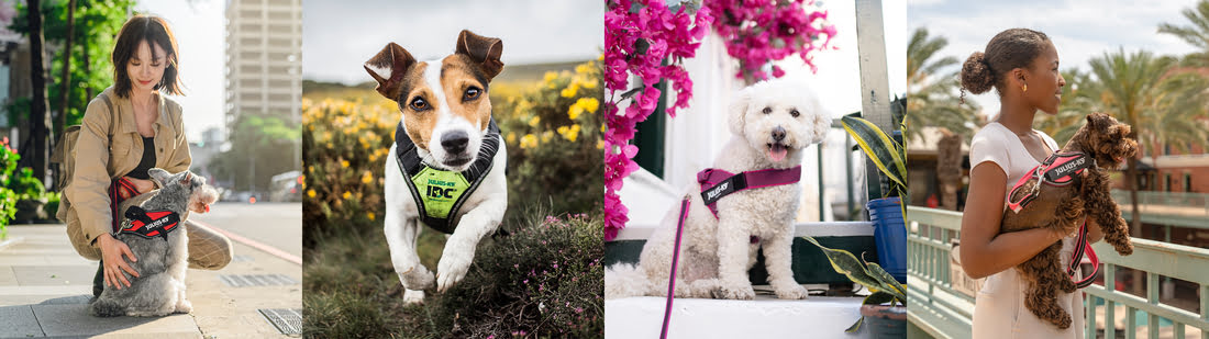 dogharness_給狗狗的各種功能胸背帶的寵物胸背帶