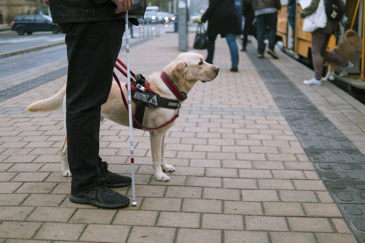 導盲犬胸背帶